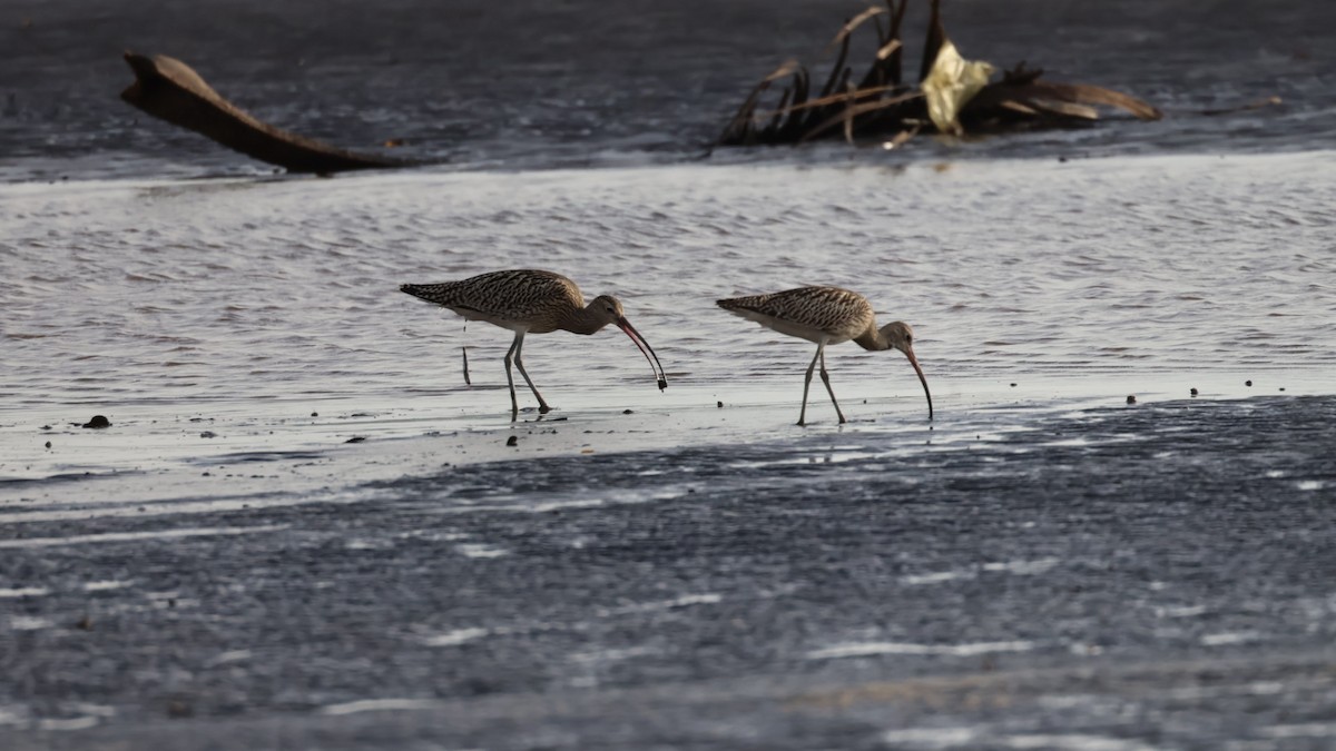 Eurasian Curlew - ML642435724