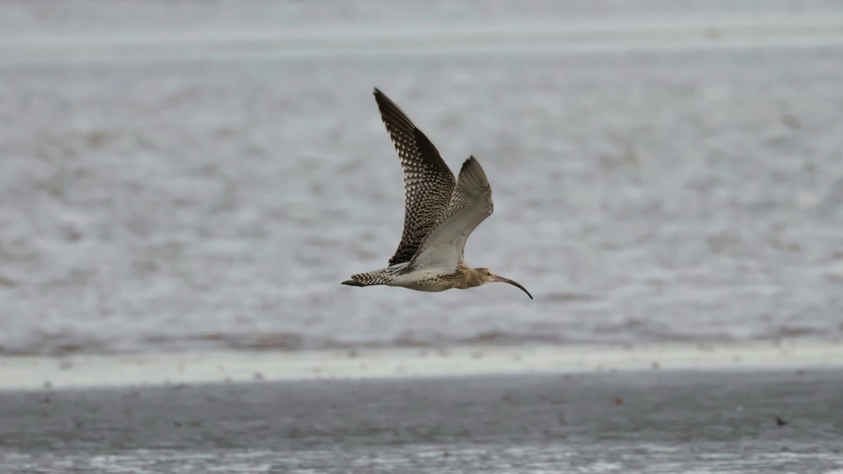 Eurasian Curlew - ML642435725