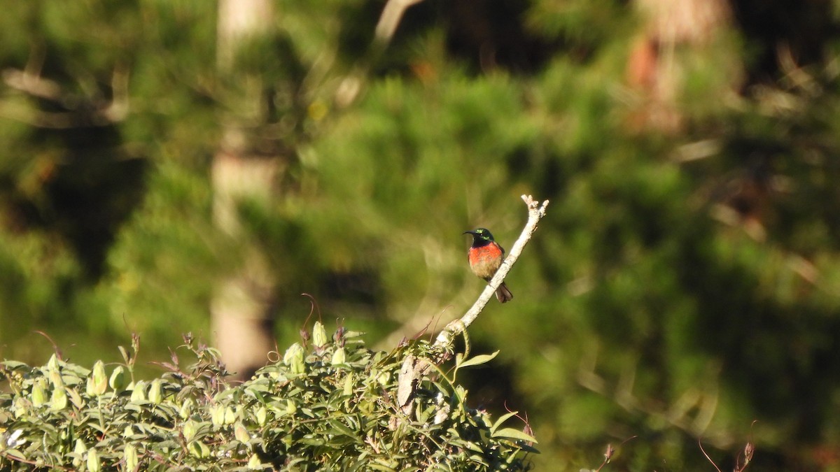 Greater Double-collared Sunbird - ML642435730