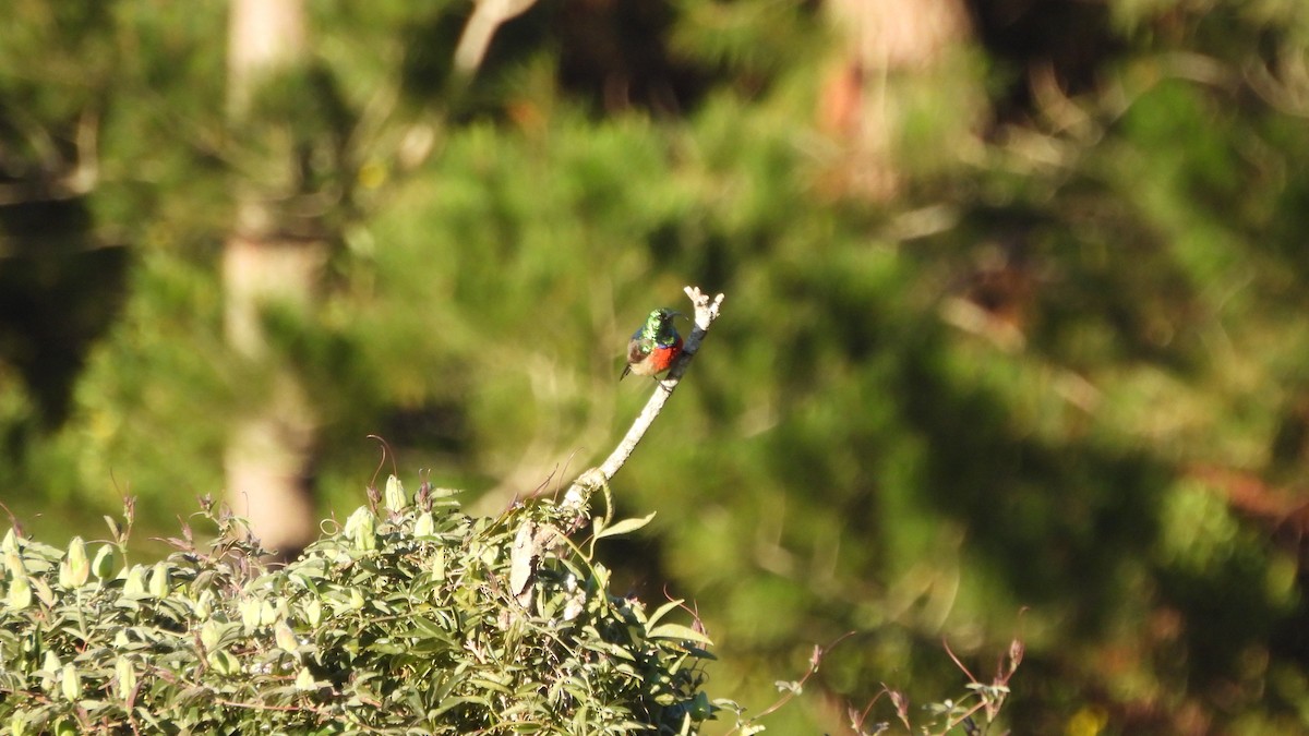 Greater Double-collared Sunbird - ML642435731