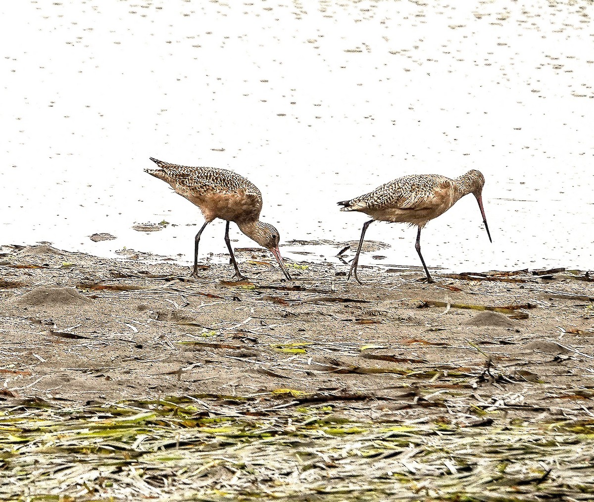 Marbled Godwit - ML642435736