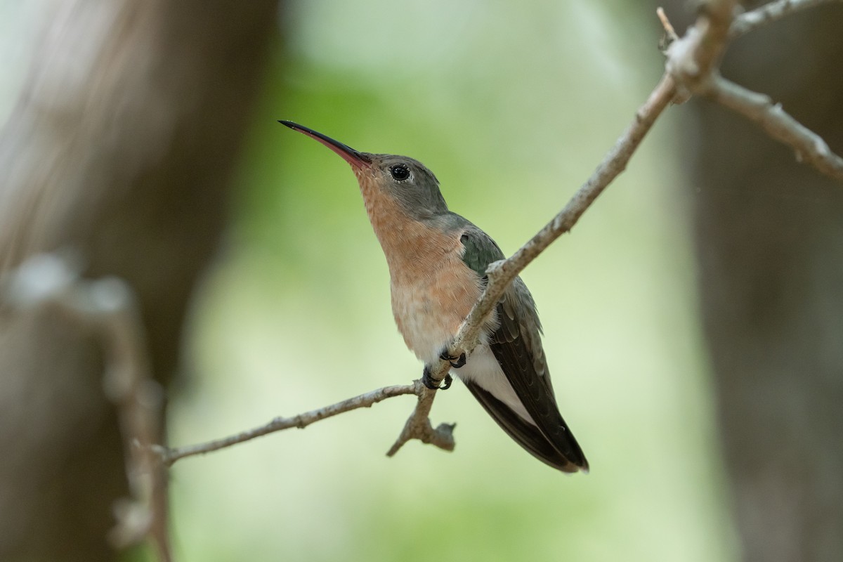 ferskenkolibri - ML642435738