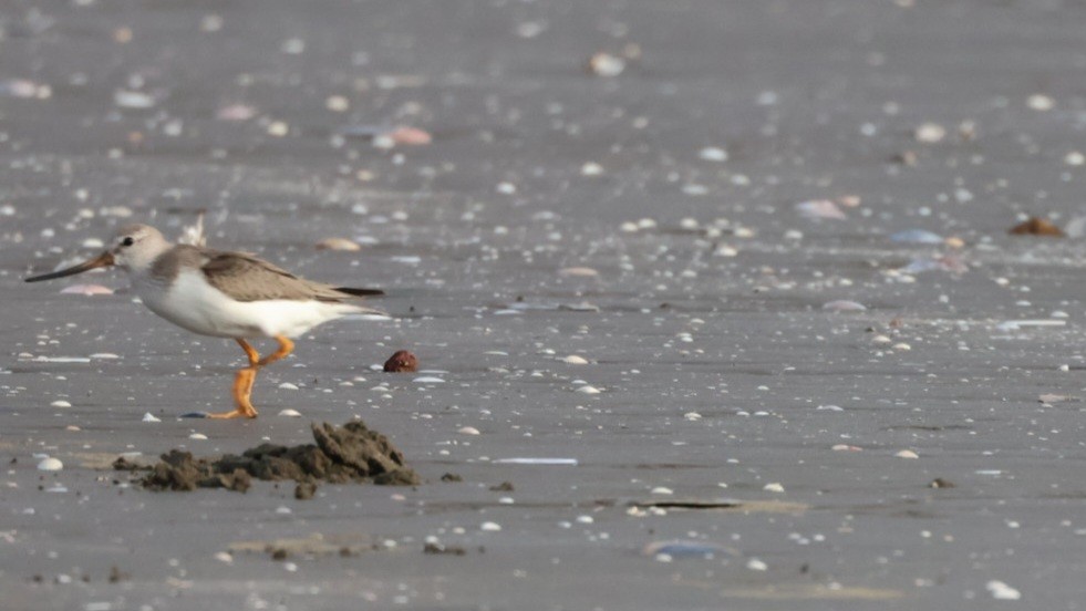Terek Sandpiper - ML642435748