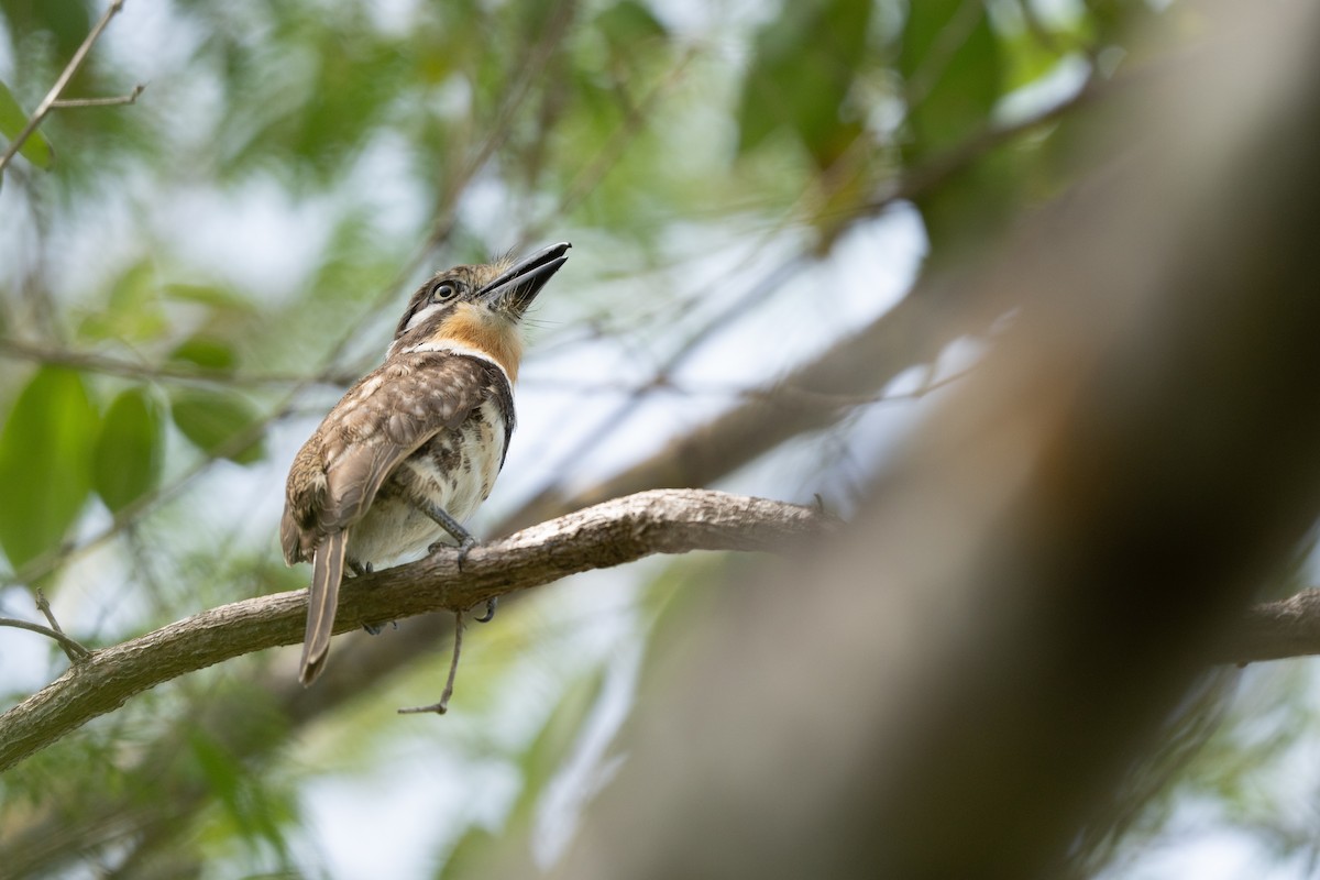 Russet-throated Puffbird - ML642435750