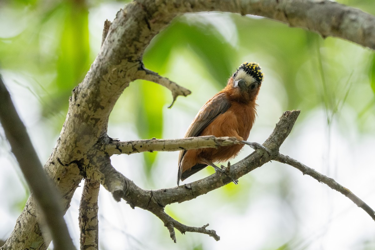 Chestnut Piculet - ML642435756