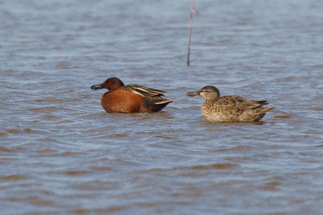 Cinnamon Teal - ML642435764