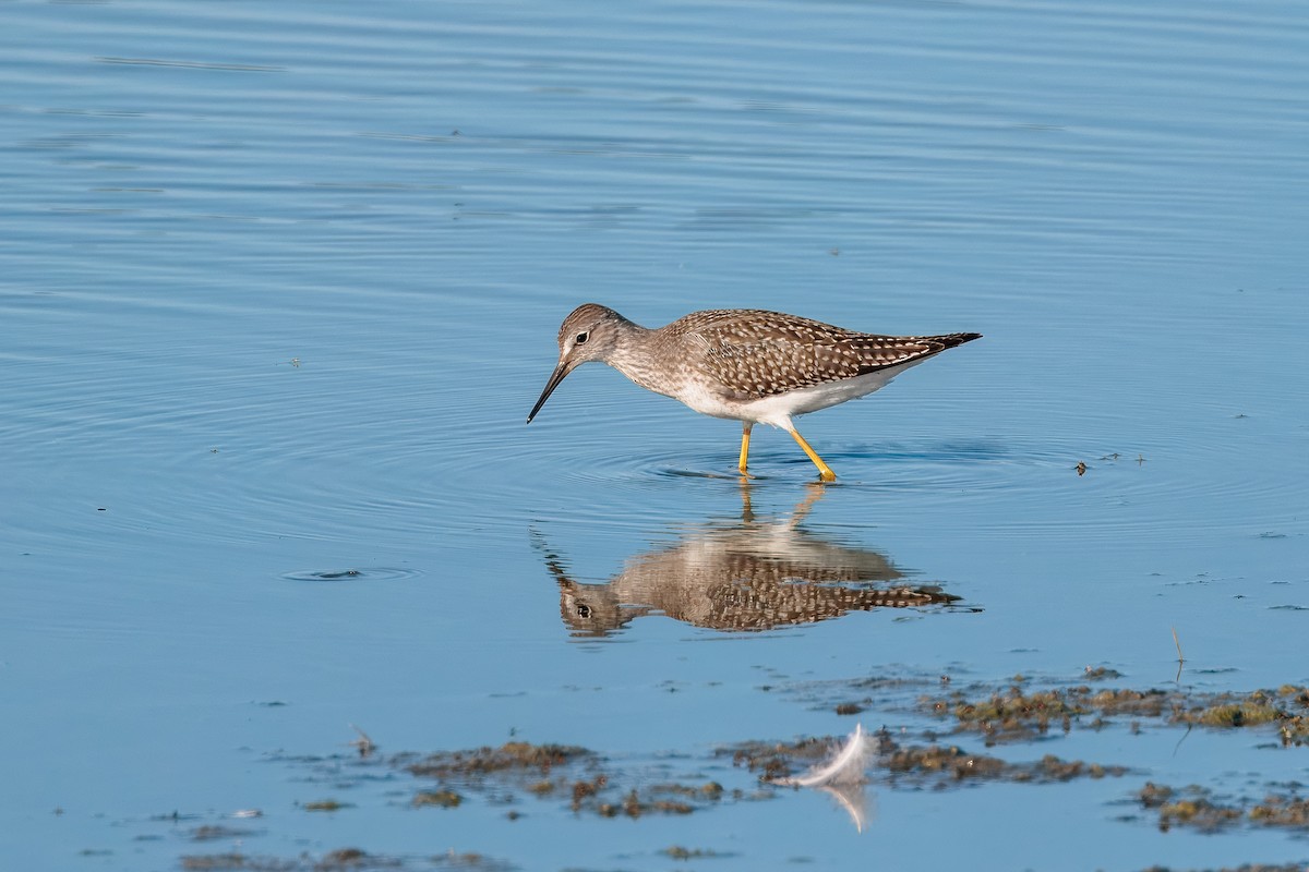 Lesser Yellowlegs - ML642435765