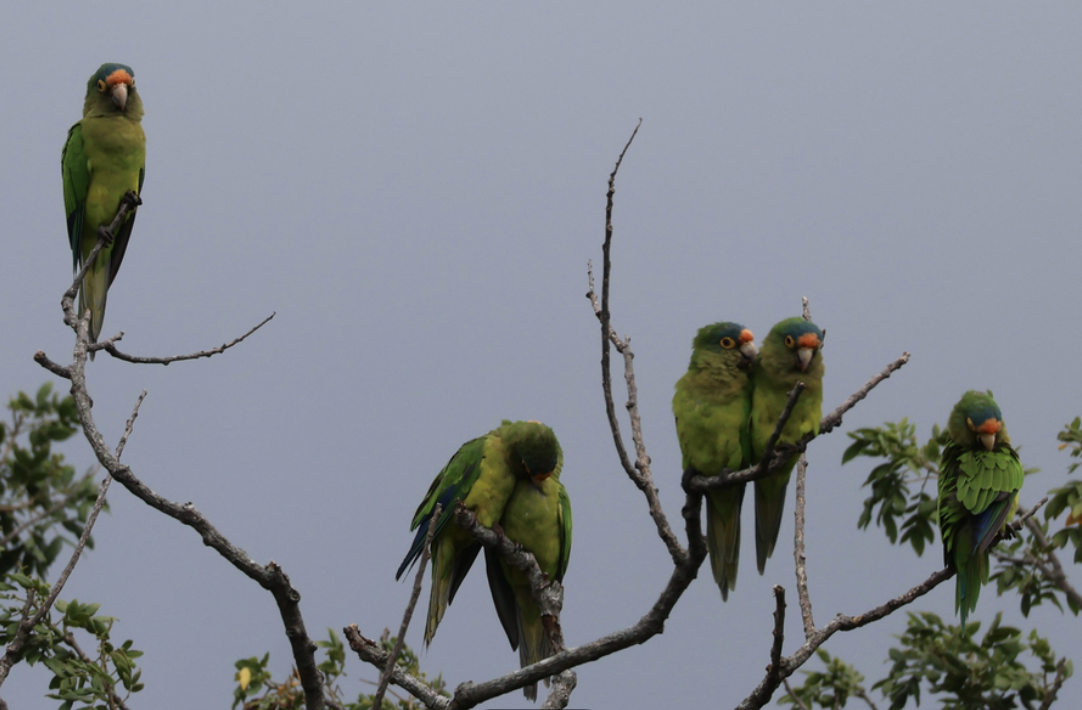 メキシコインコ - ML642435767