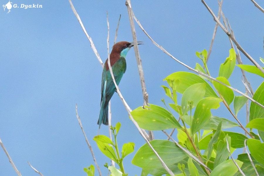 Blue-throated Bee-eater - ML642435775