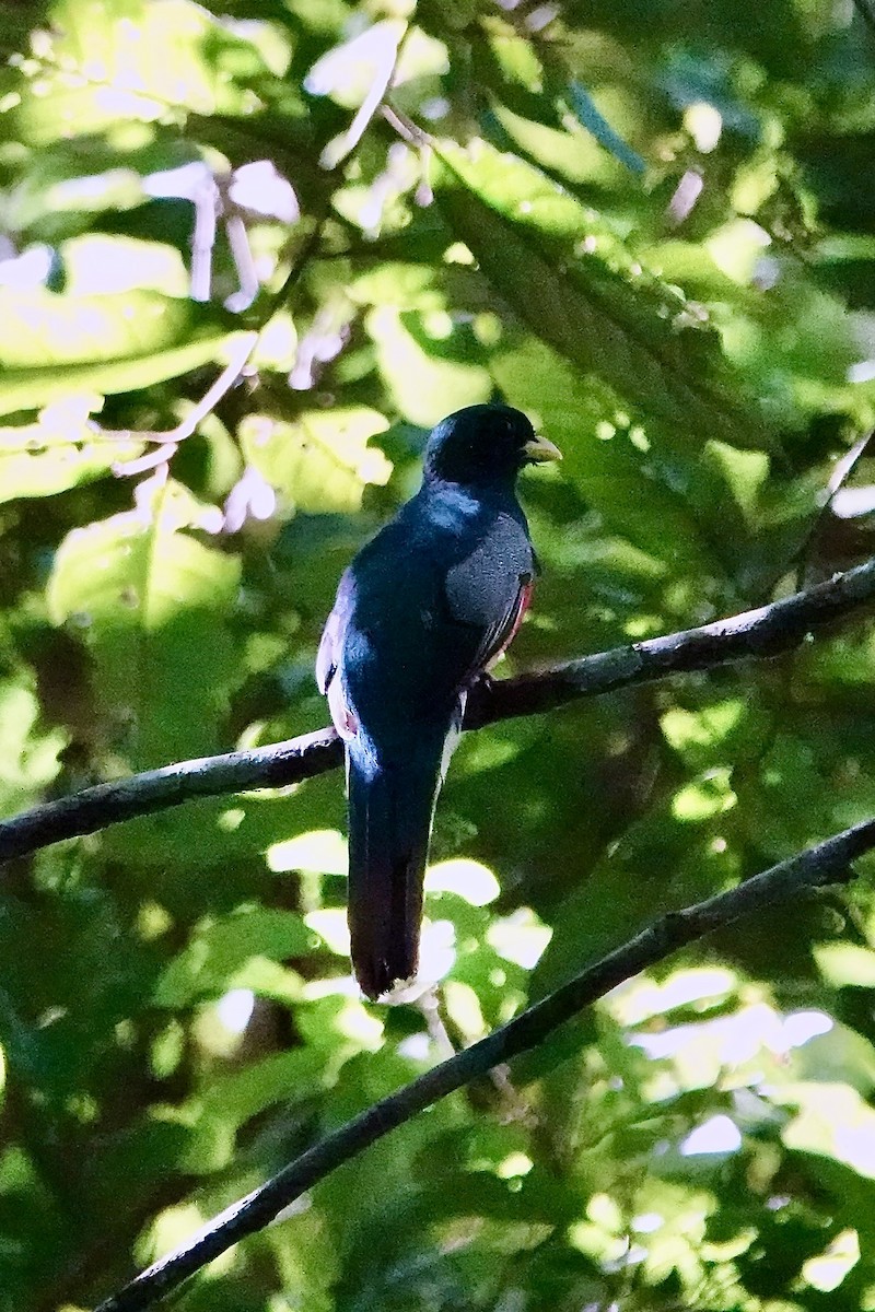 Collared Trogon - ML642435777