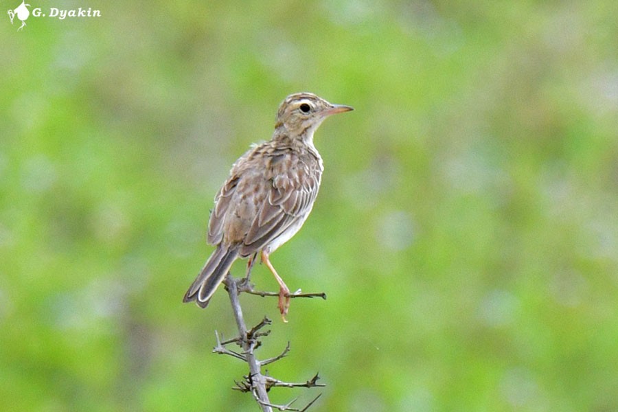 Paddyfield Pipit - ML642435778