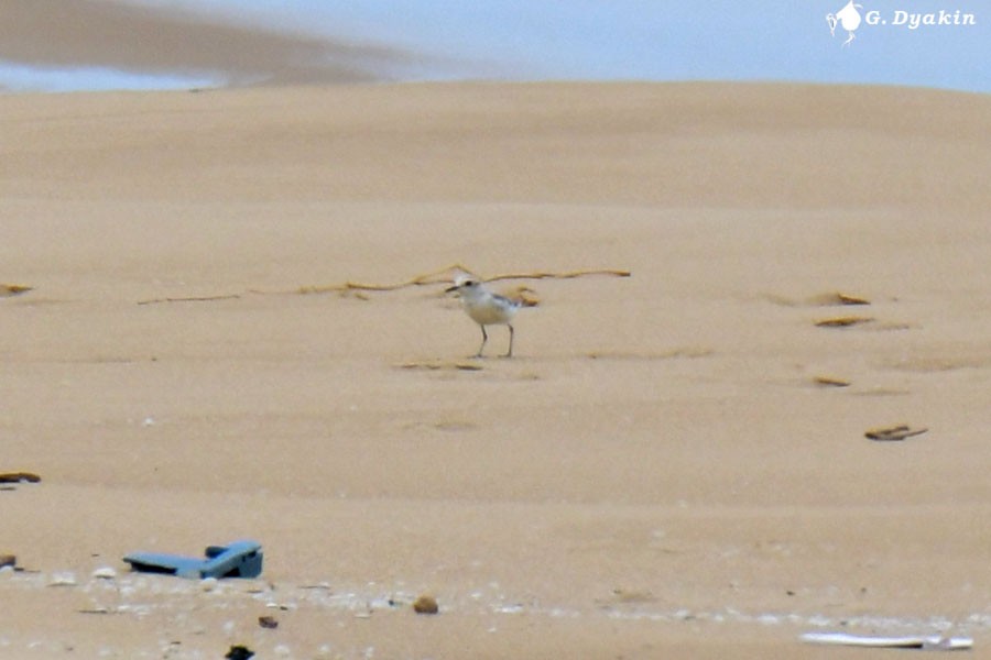 White-faced Plover - ML642435785