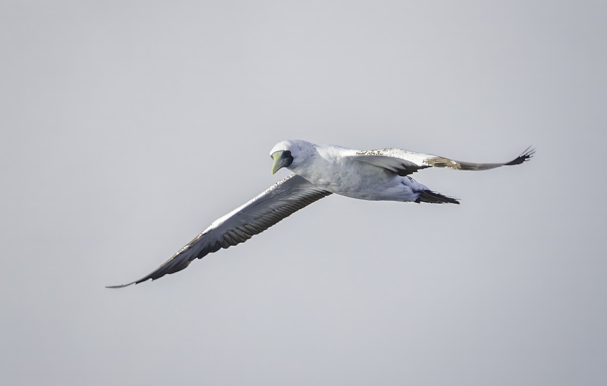 Masked Booby - ML642435787