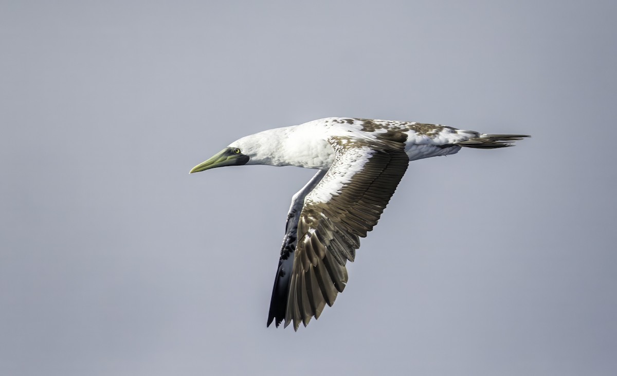 Masked Booby - ML642435788