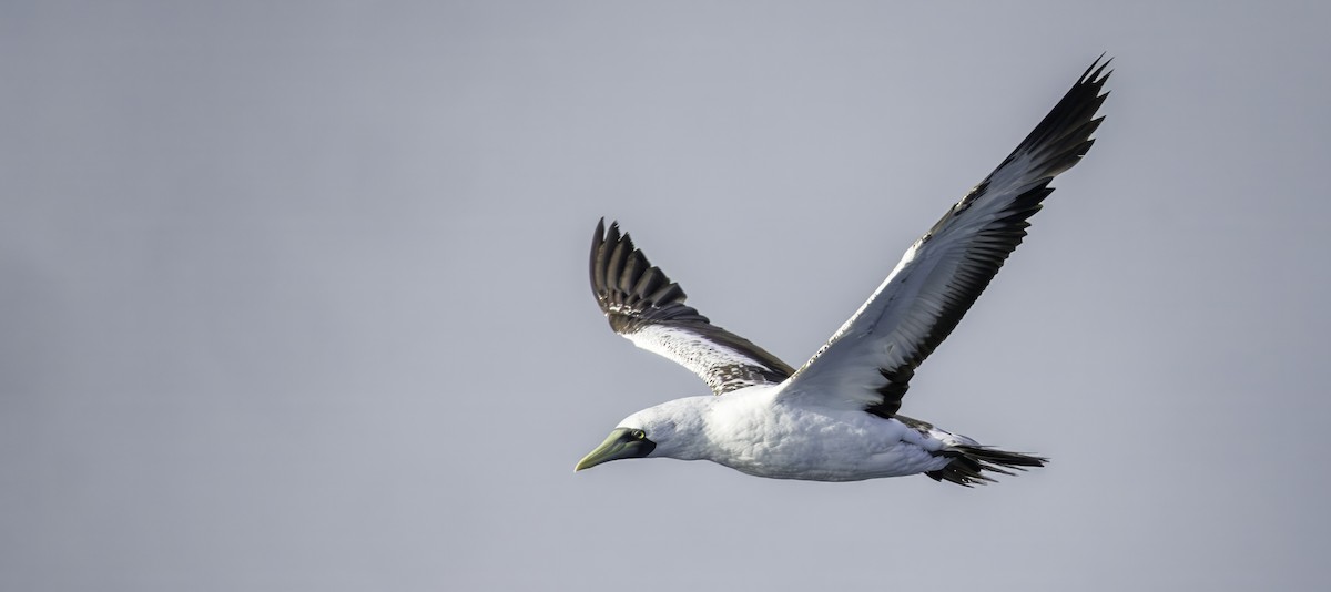 Masked Booby - ML642435789