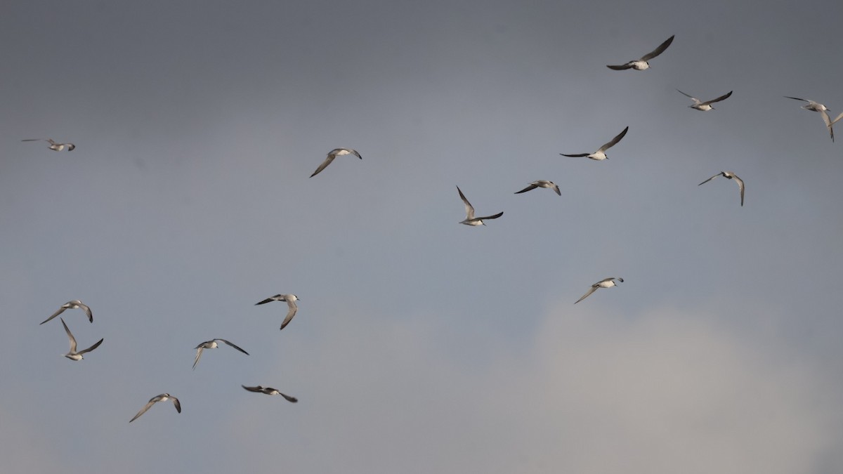 Gull-billed Tern - ML642435795