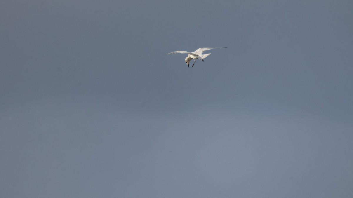 Gull-billed Tern - ML642435796