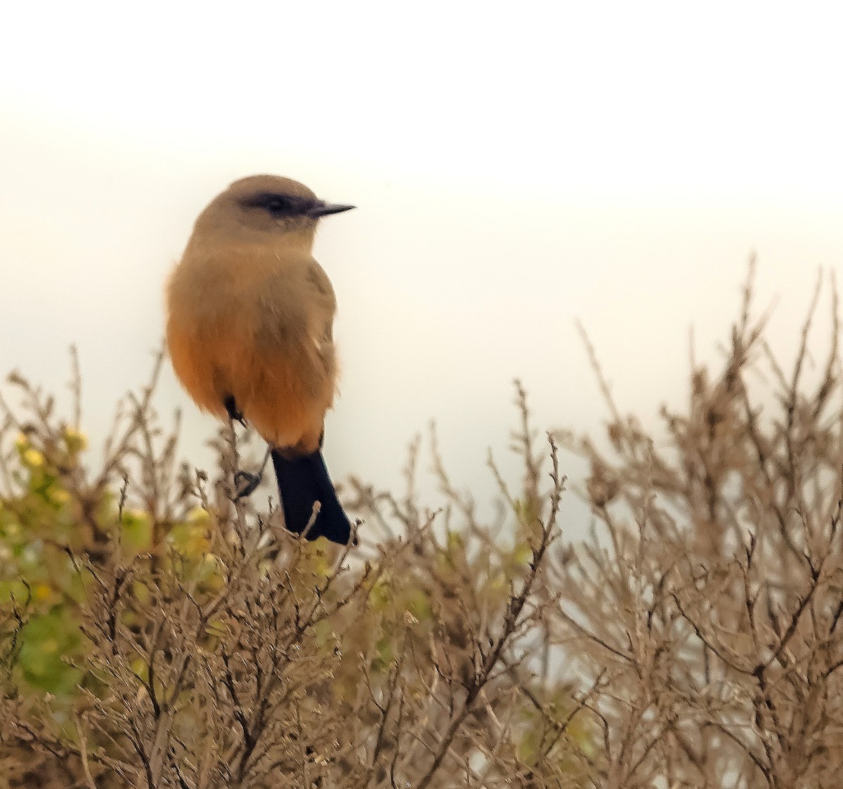 Say's Phoebe - ML642435805