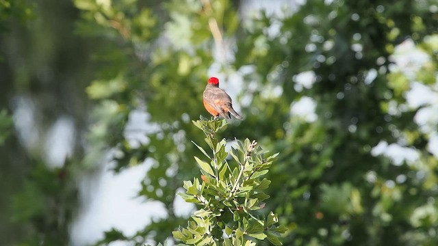 Vermilion Flycatcher - ML642435811