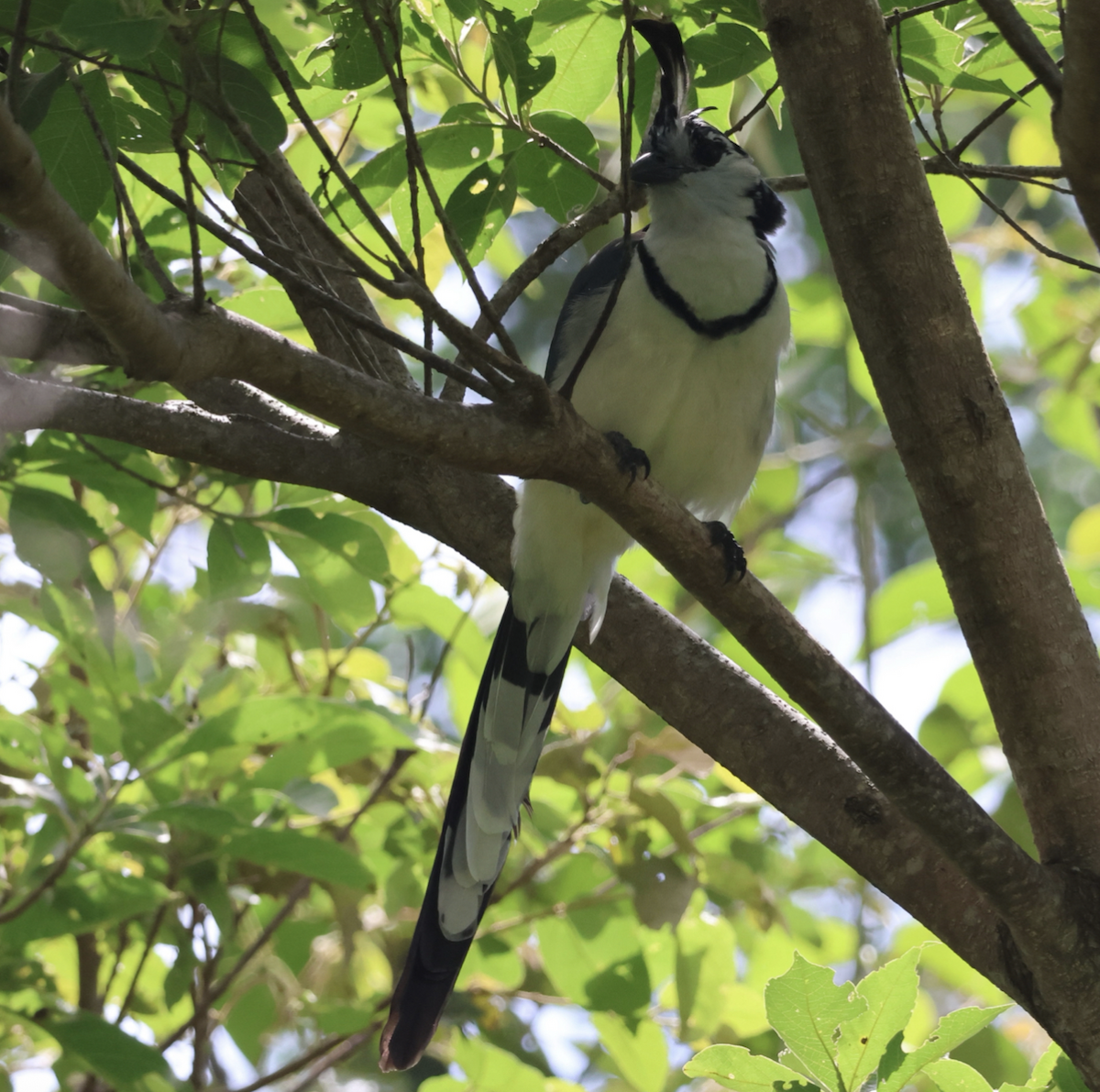 White-throated Magpie-Jay - ML642435817