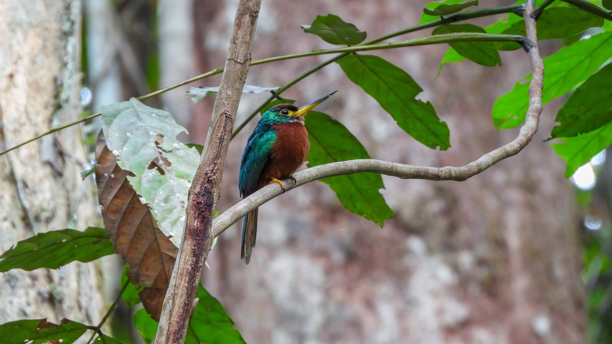 Yellow-billed Jacamar - ML642435829