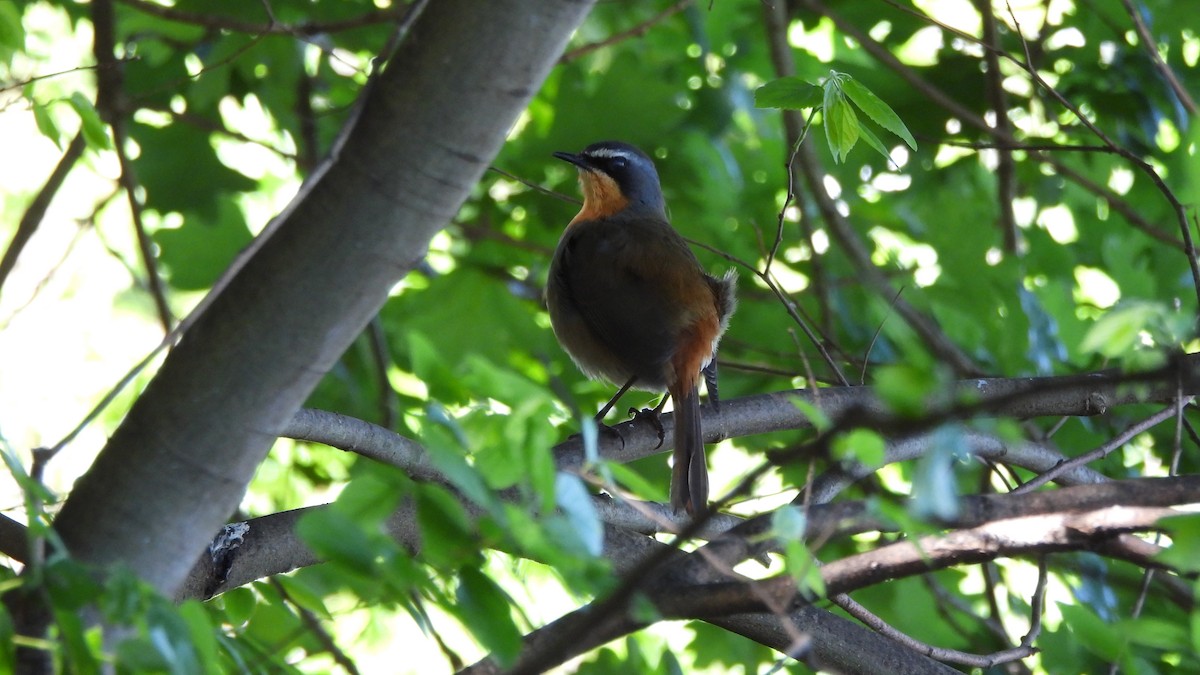 Cape Robin-Chat - ML642435859