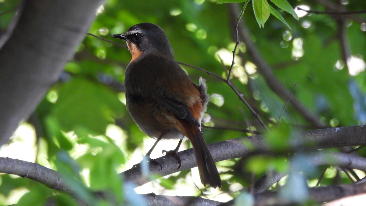 Cape Robin-Chat - ML642435860