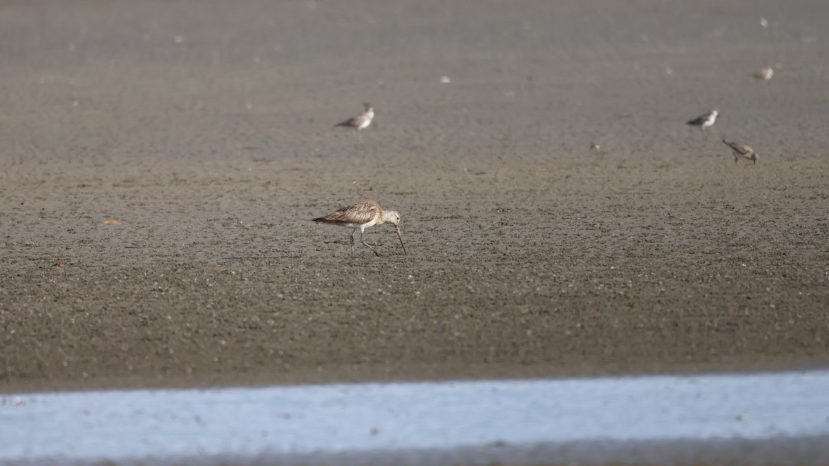 Bar-tailed Godwit - ML642435868