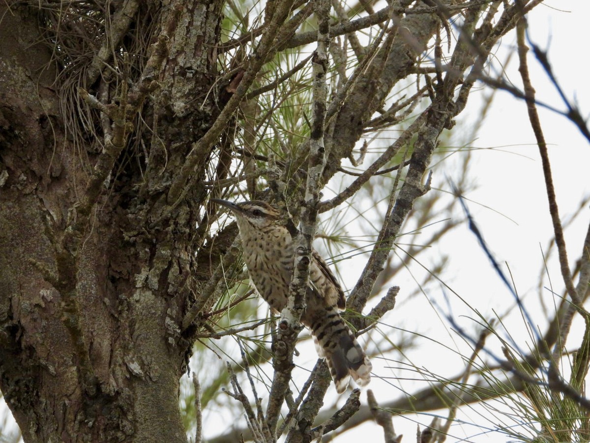 Yucatan Wren - ML642435871