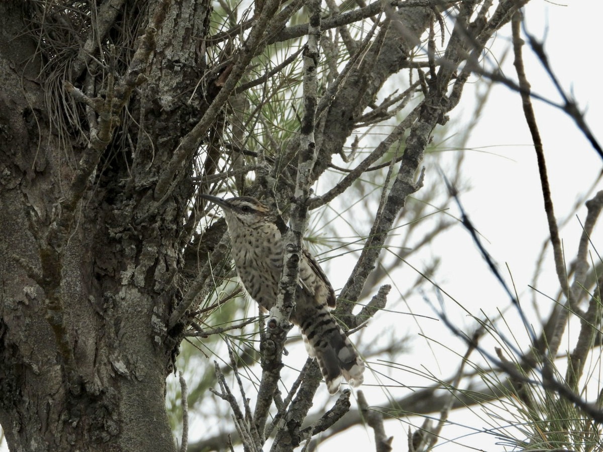 Yucatan Wren - ML642435872
