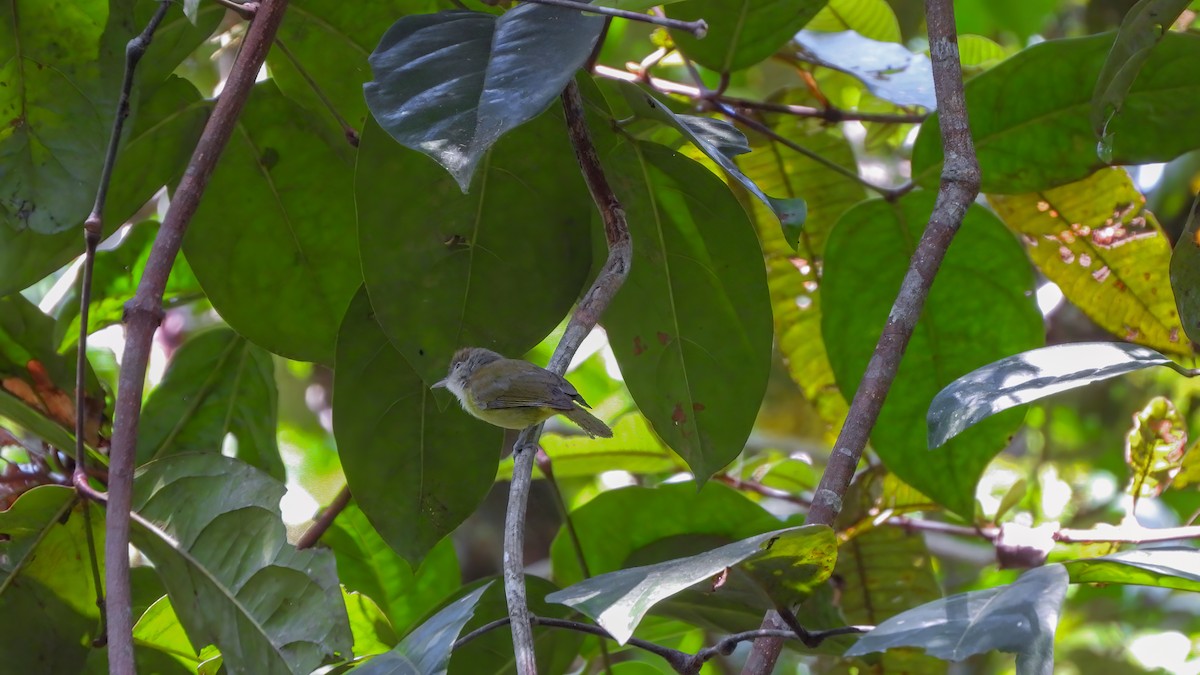 Dusky-capped Greenlet - ML642435904