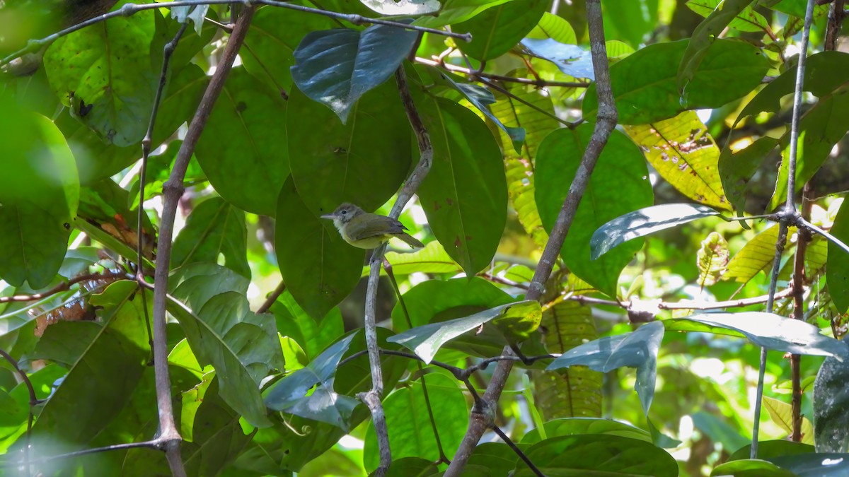 Dusky-capped Greenlet - ML642435905