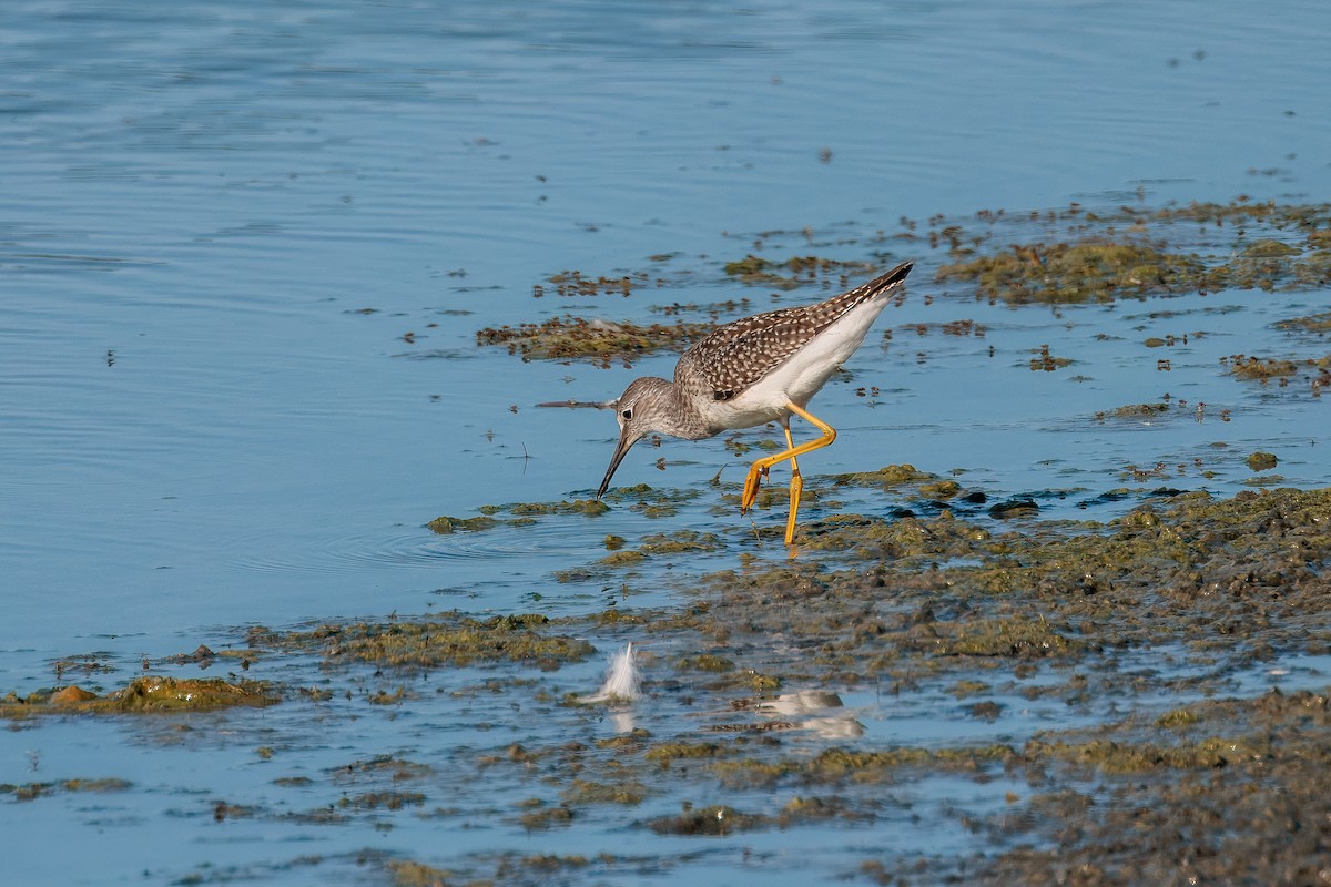 Lesser Yellowlegs - ML642435907
