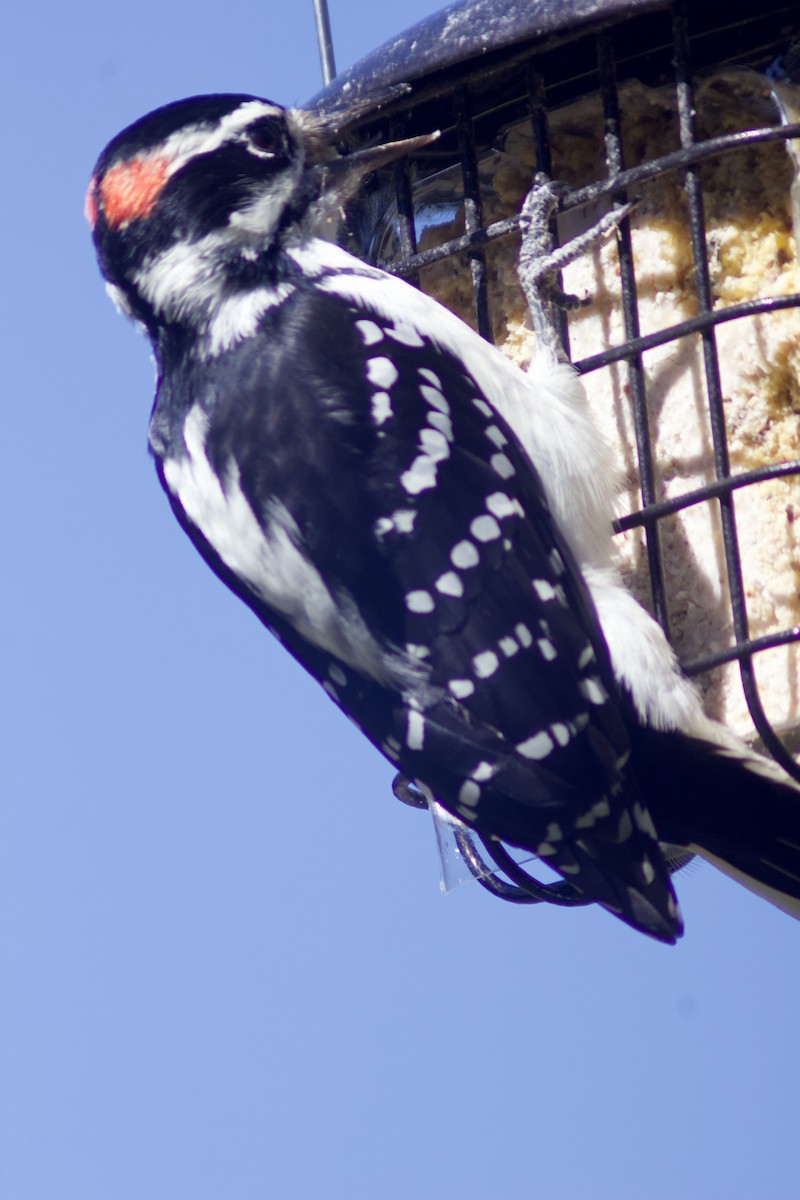 Downy Woodpecker - ML642435918