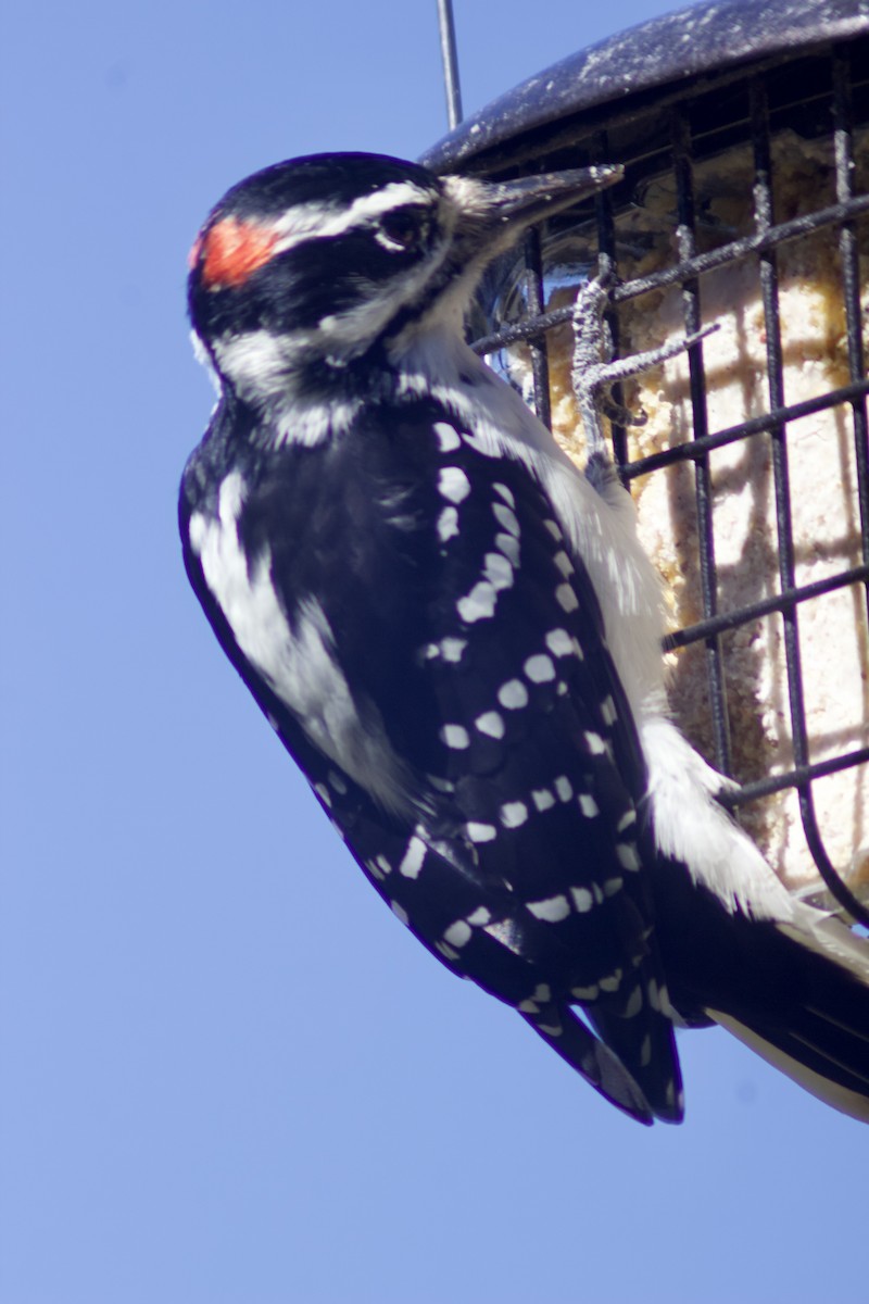 Downy Woodpecker - ML642435919