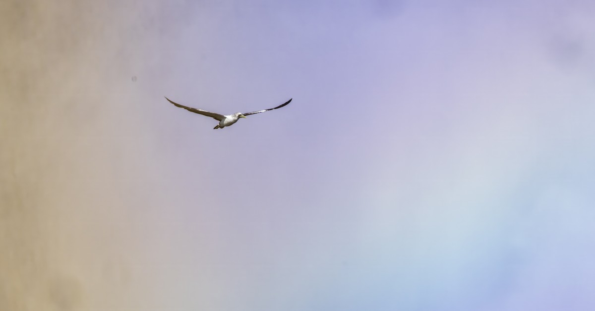 Masked Booby - ML642435931