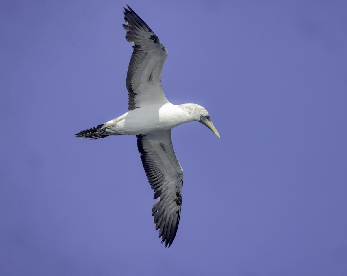 Masked Booby - ML642435932