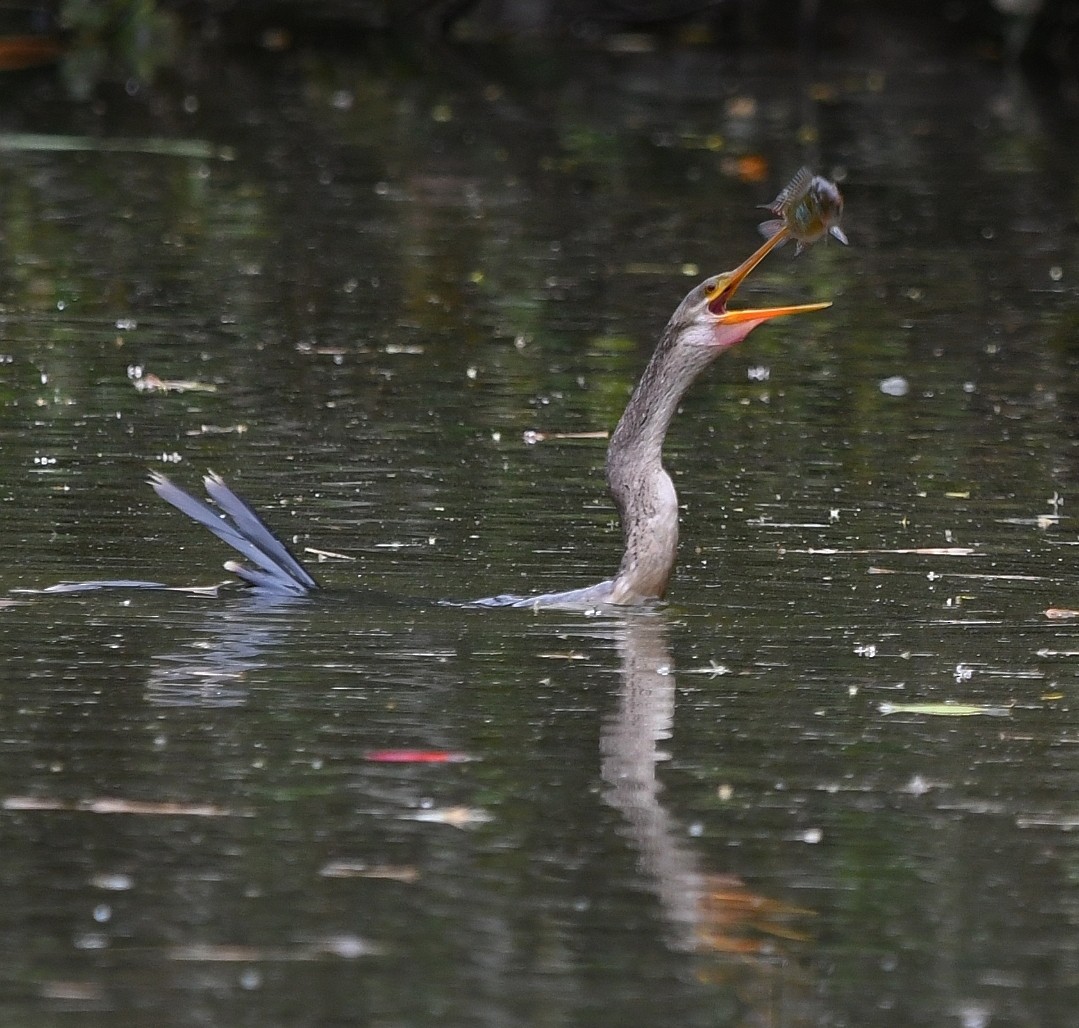 Anhinga - ML642435935