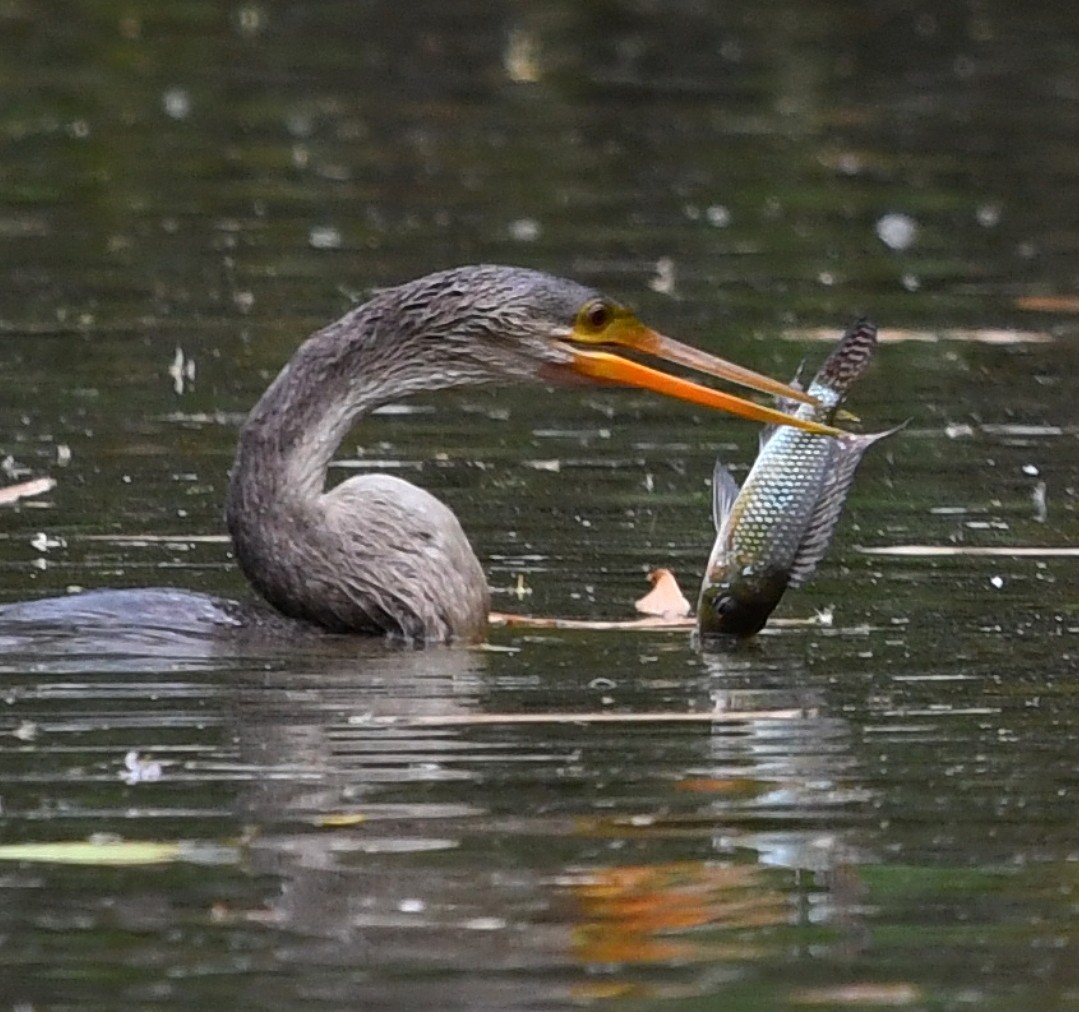 Anhinga - ML642435936