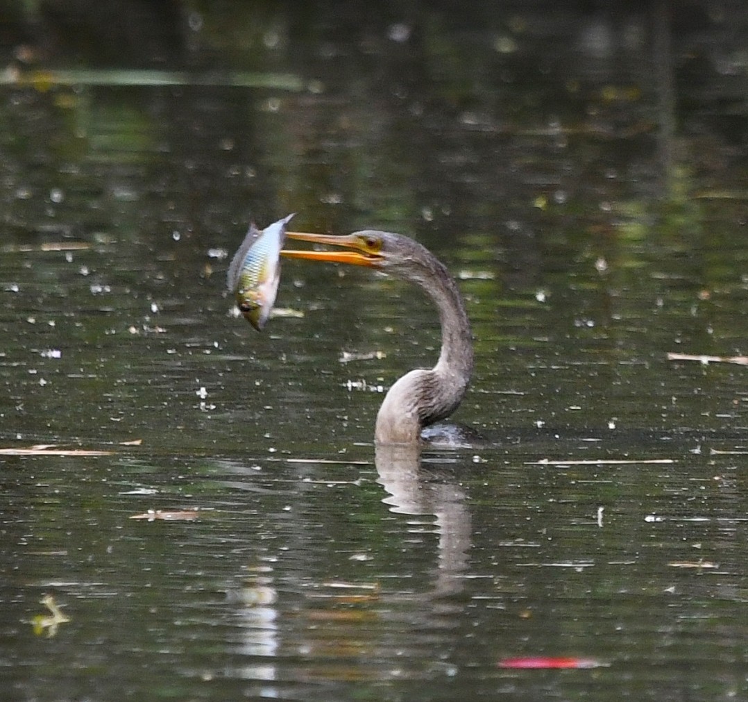 Anhinga - ML642435937