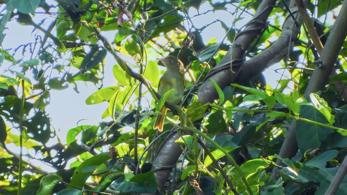 Gray-chested Greenlet - ML642435956