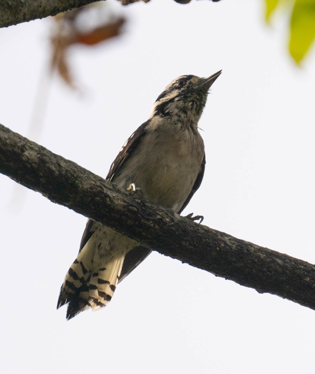 Downy Woodpecker - ML642435977