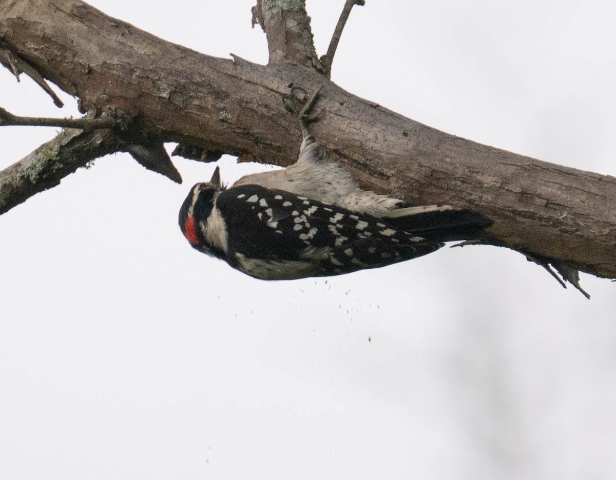 Downy Woodpecker - ML642435978