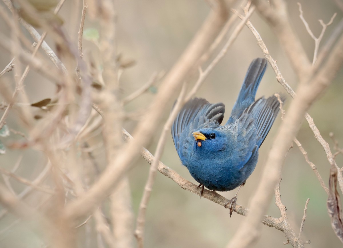 Blue Finch - ML642435990