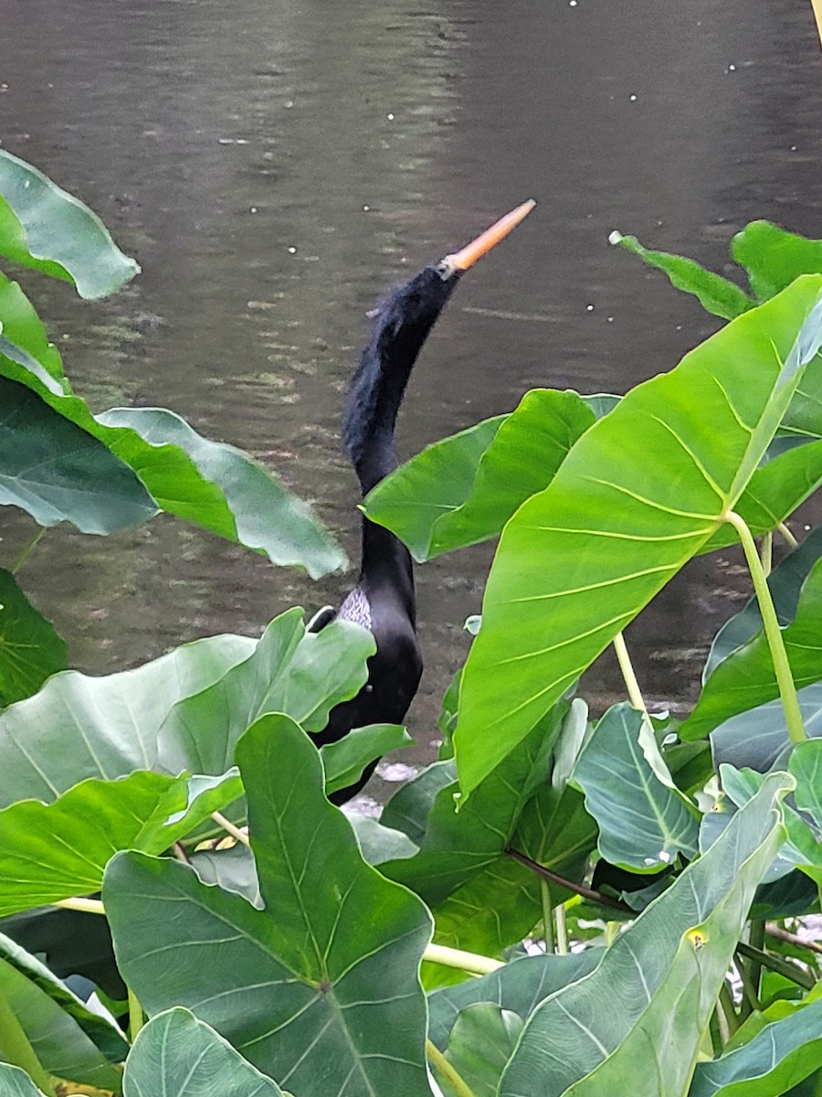 Anhinga amerikarra - ML642436088