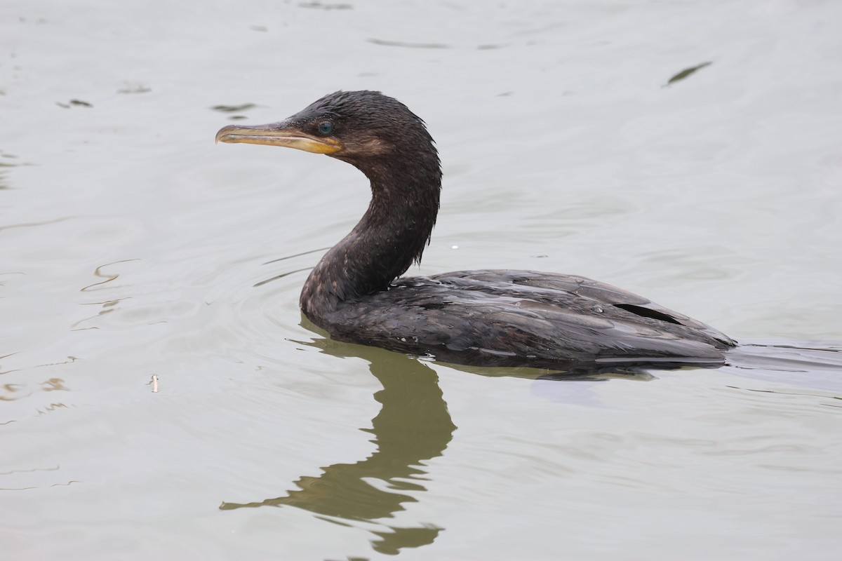 Neotropic Cormorant - ML642436139