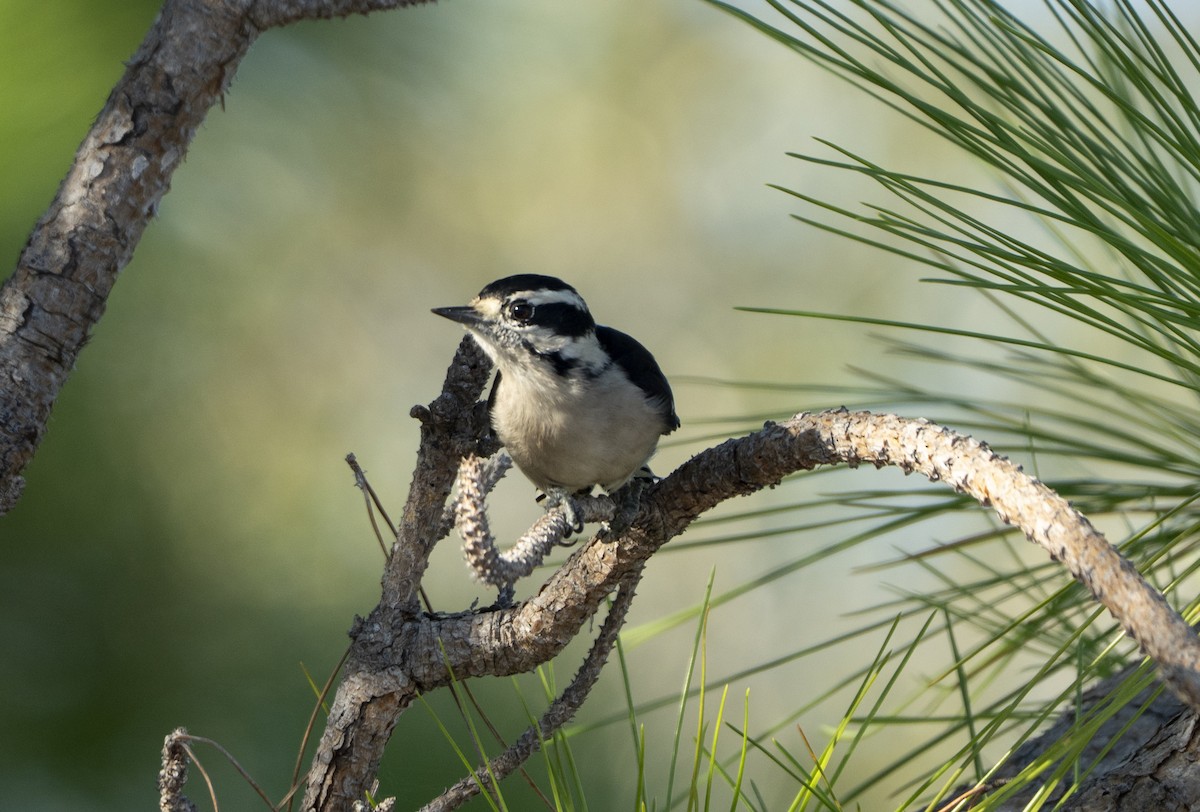 Downy Woodpecker - ML642436142