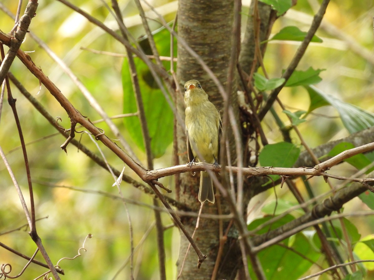Yellow-bellied Flycatcher - ML642436156