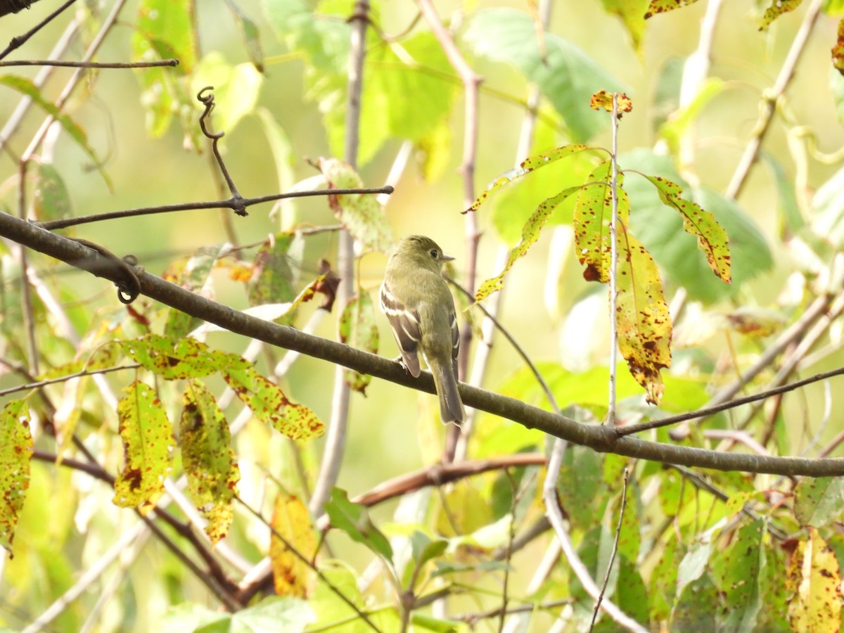 Yellow-bellied Flycatcher - ML642436157