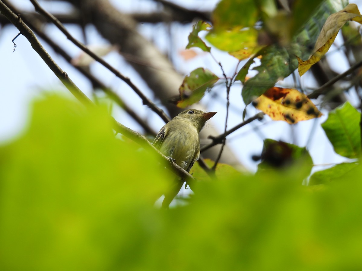 Yellow-bellied Flycatcher - ML642436158